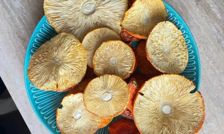 Мухомор червоний сушений - фото № 3