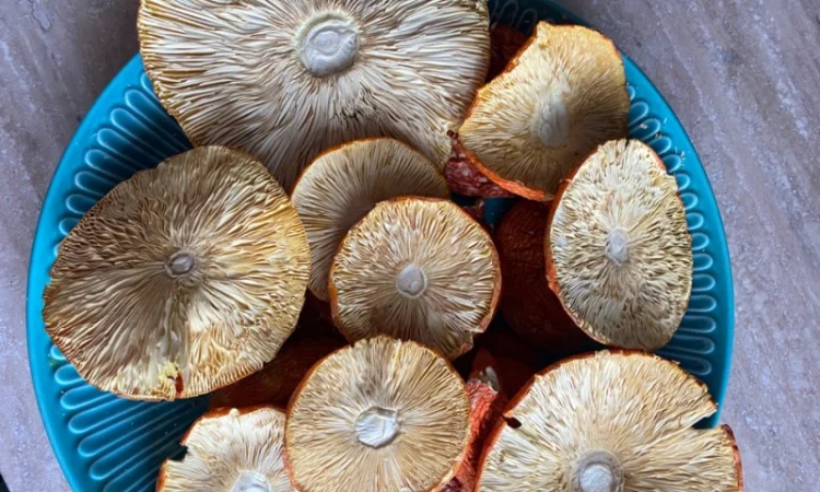 Мухомор червоний сушений - фото № 4