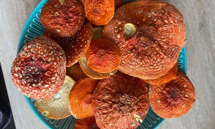 Мухомор червоний сушений - фото № 1