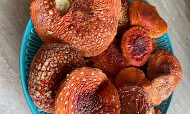 Мухомор червоний сушений - фото № 2