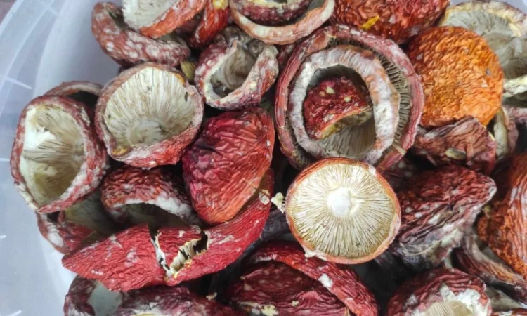 Червоний мухомор на продаж - фото № 1