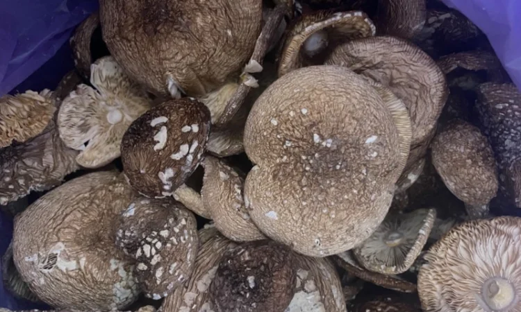 Продажа пантерного мухомора - фото № 2