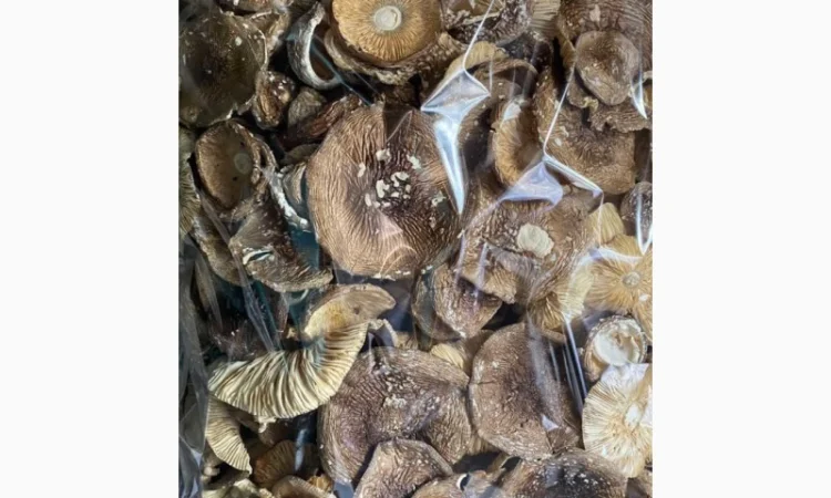 Продажа пантерного мухомора - фото № 3