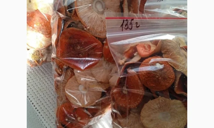 Шляпки червоного мухомора на продаж - фото № 1