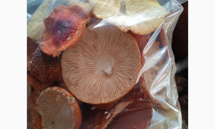 Шляпки червоного мухомора на продаж - фото № 2