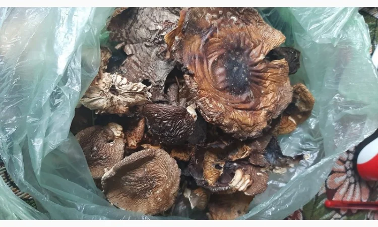 Мухомор пантерный королевский сухой 30 грн - фото № 4