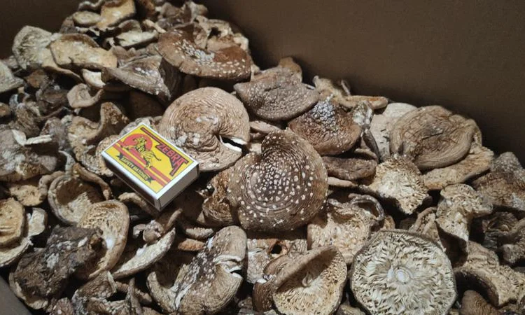 Мухомор пантерный королевский сухой 30 грн - фото № 1