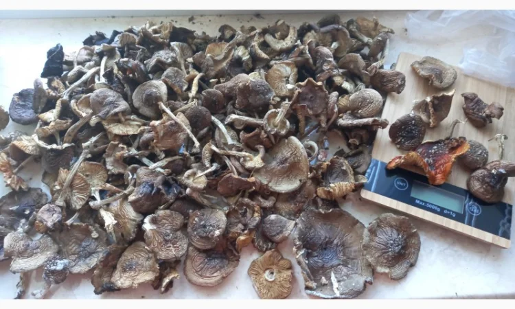 Мухомор пантерный королевский сухой 30 грн - фото № 3