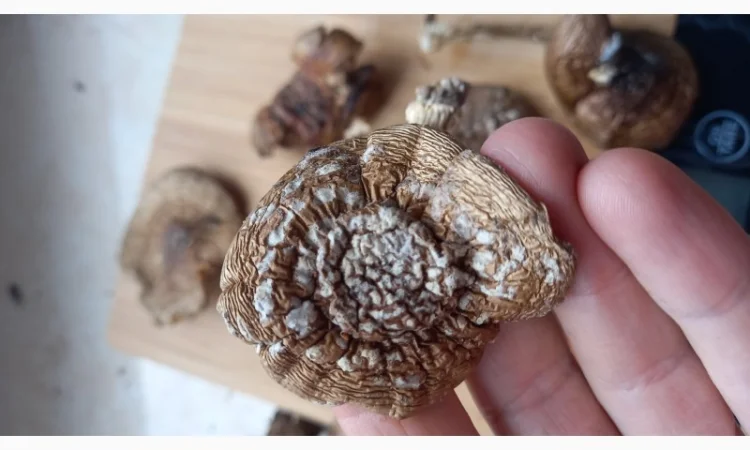 Мухомор пантерный королевский сухой 30 грн - фото № 5