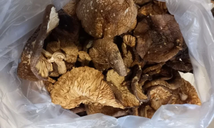 Мухомор пантерный королевский сухой 30 грн - фото № 6