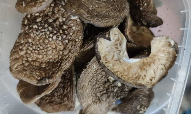 Мухомор пантерный королевский сухой 30 грн - фото № 7