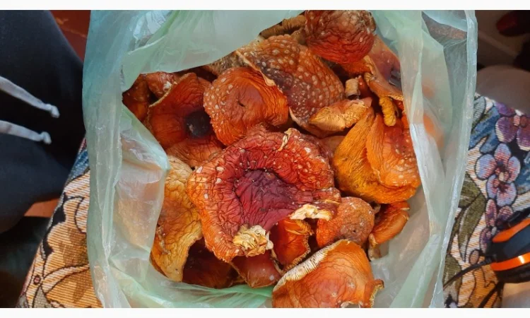 Мухомор сушеный красный 6 грн за грамм - фото № 2