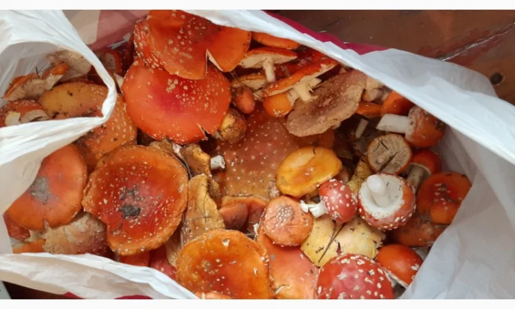 Мухомор сушеный красный 6 грн за грамм - фото № 4