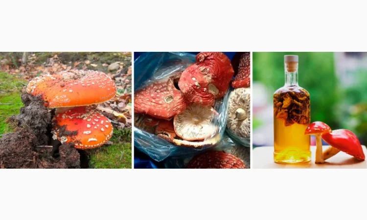 Мухомор сушеный красный 6 грн за грамм - фото № 7