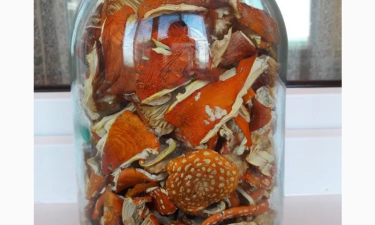 Мухомор сушеный красный 6 грн за грамм - фото № 8