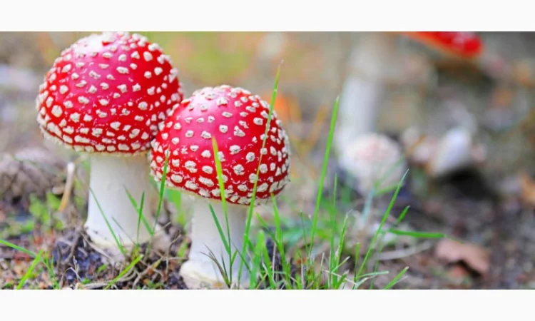 Мухомор сушеный красный 6 грн за грамм - фото № 10