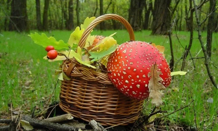 Мухомор сушеный красный 6 грн за грамм - фото № 11