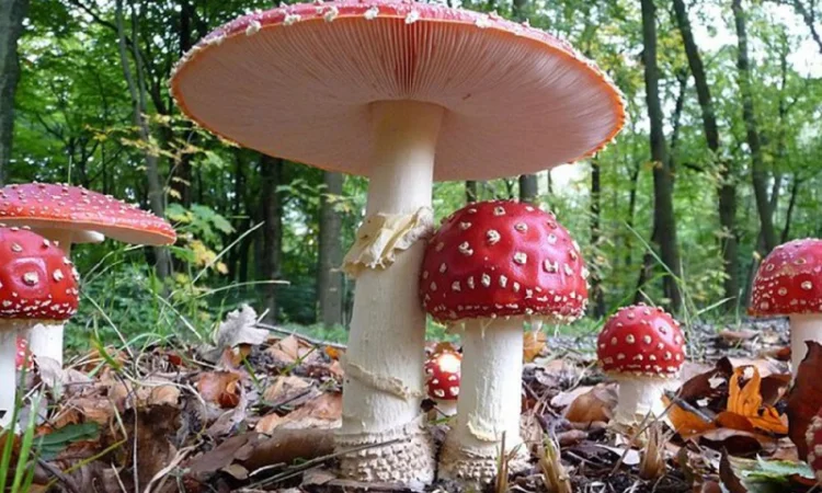 Мухомор сушеный красный 6 грн за грамм - фото № 1