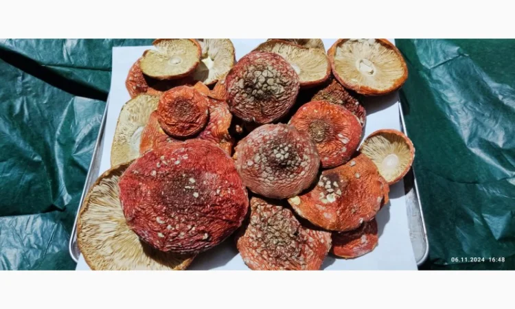 Продажа красного мухомора, сбор 25 года - фото № 3