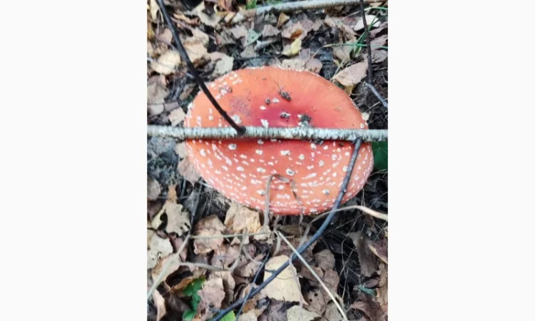 Продажа красного мухомора, сбор 25 года - фото № 4