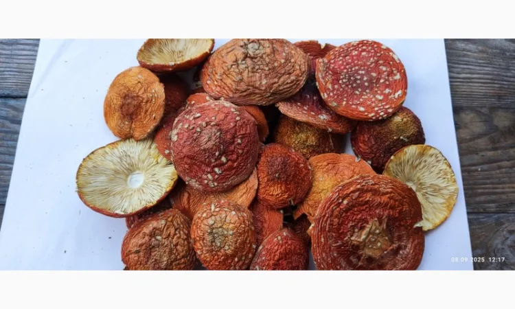 Продаю мухомор свежий сбор 25го года - фото № 1