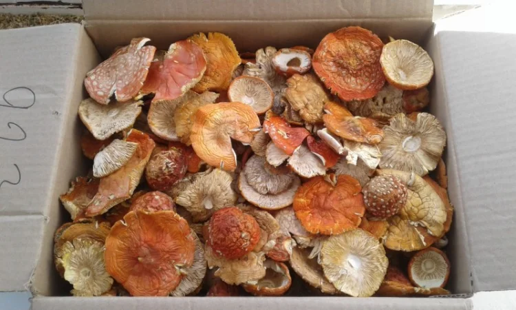 Мухомор сушеный 2023 год - фото № 1