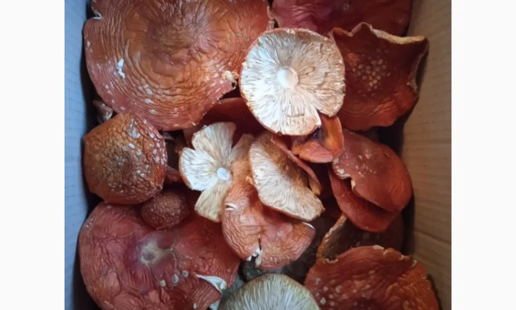 Мухомор сушений, цілі шляпки червоного мухомора - фото № 3