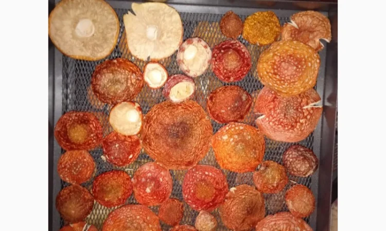 Мухомор сушений, цілі шляпки червоного мухомора - фото № 4