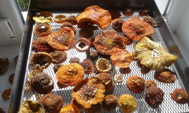 Мухомор сушеный 2023 год - фото № 4