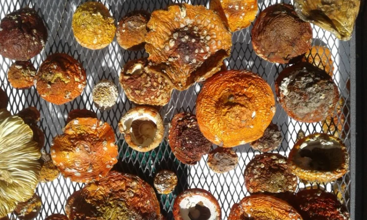 Мухомор сушеный 2023 год - фото № 5