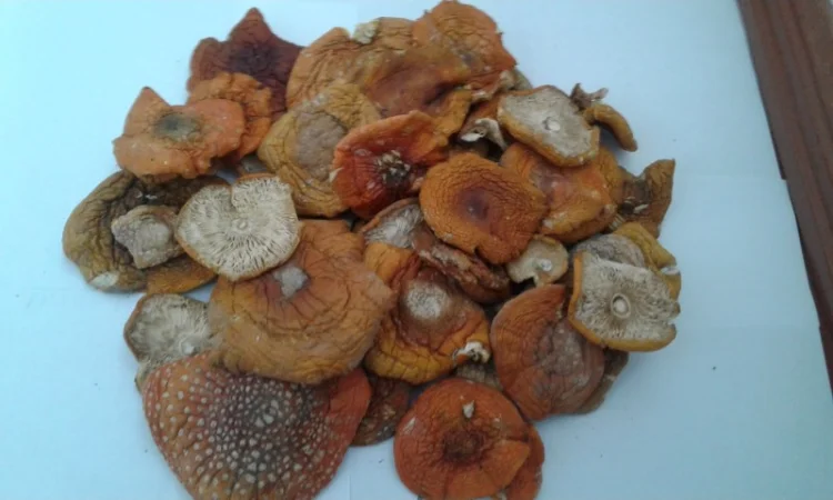 Продажа красного сушеного МУХОМОР 2025 год - фото № 3