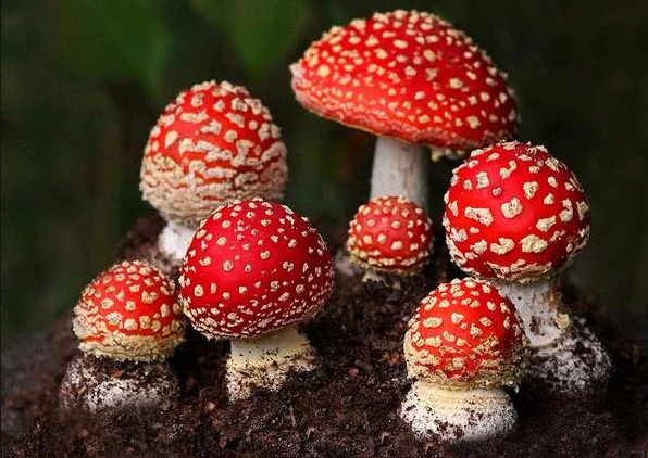 Продажа мухомора красного (шляпки) высшего качества - фото № 1