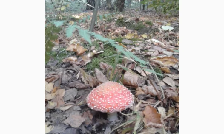 Продажа мухомора красного (шляпки) высшего качества - фото № 3