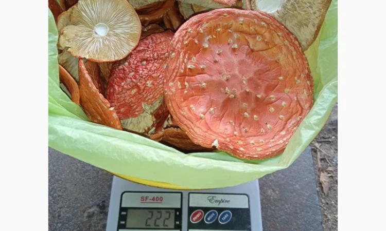 Продажа мухомора красного (шляпки) высшего качества - фото № 5