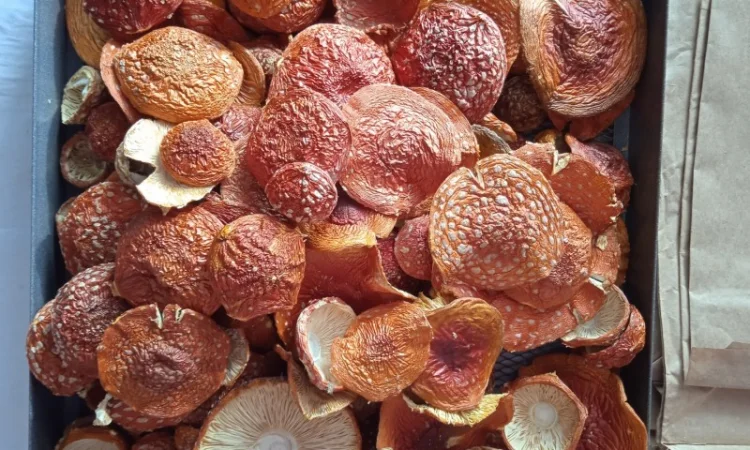 Продажа мухомора красного (шляпки) высшего качества - фото № 6