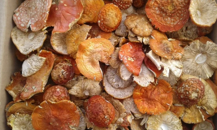 Продам красный мухомор ОПТОМ!!! Высший сорт!!!Сушеные шляпки - фото № 4