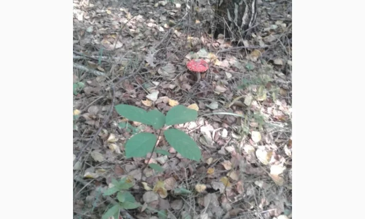 Продам красный мухомор ОПТОМ!!! Высший сорт!!!Сушеные шляпки - фото № 3