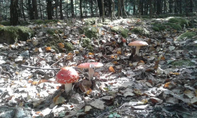 Продам красный мухомор ОПТОМ!!! Высший сорт!!!Сушеные шляпки - фото № 7