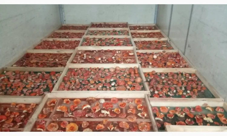 Продам красный мухомор ОПТОМ!!! Высший сорт!!!Сушеные шляпки - фото № 2