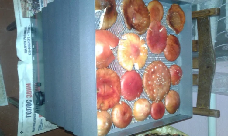 Мухомор Красный! 2023год Только Целые Сушеные Шляпки - фото № 2