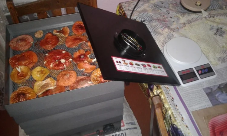 Мухомор Красный! 2023год Только Целые Сушеные Шляпки - фото № 3