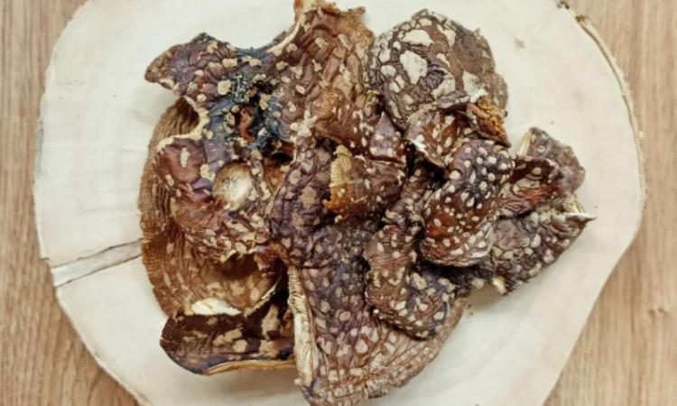 КОРОЛЕВСКИЙ МУХОМОР 2023 г. - Сушеные шляпки, микродозинг купить - фото № 1