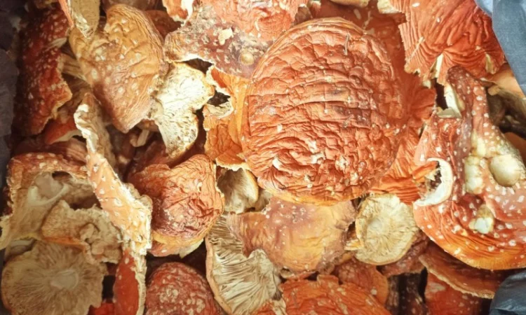 ЧЕРВОНИЙ МУХОМОР 2023 - Капелюшки мухомору сушені, купити в Україні гриб - фото № 1