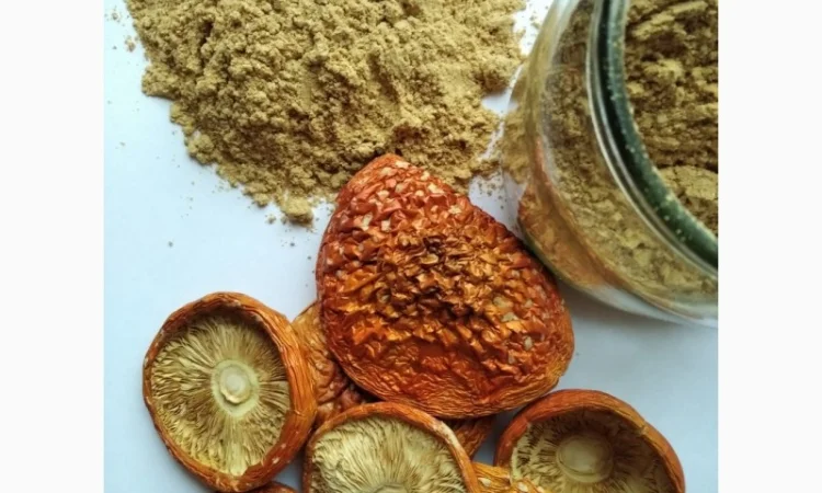 Шляпки мухомора червоного на продаж - фото № 1