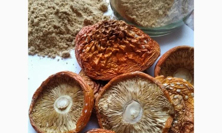 Шляпки мухомора червоного на продаж - фото № 2