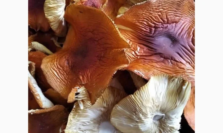 Продаю червоний мухомор - фото № 2