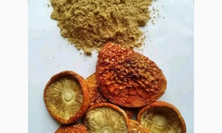 Мелений червоний мухомор в продажу - фото № 1