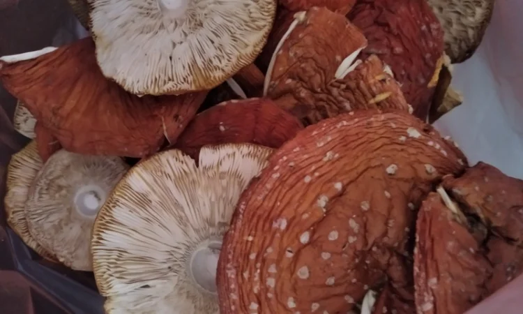 Шляпки червоного мухомора на продажу - фото № 1