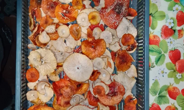 Продаю мухомор Вищий сорт с акцией - фото № 3