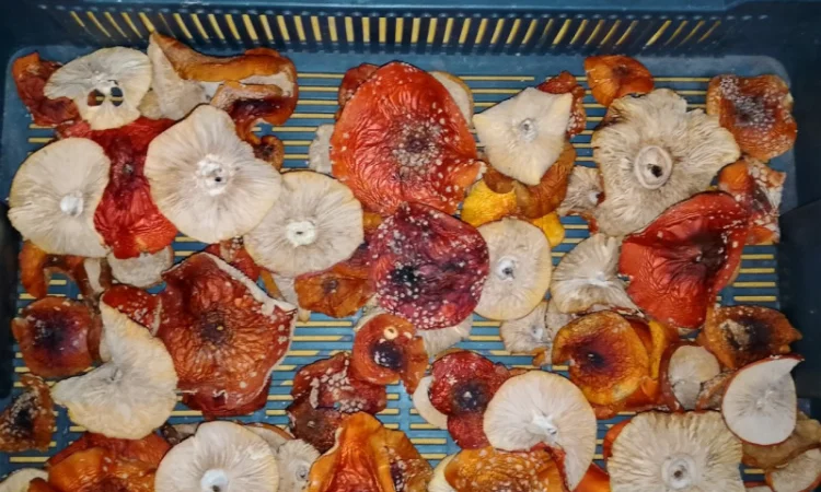 Продаю мухомор Вищий сорт с акцией - фото № 4